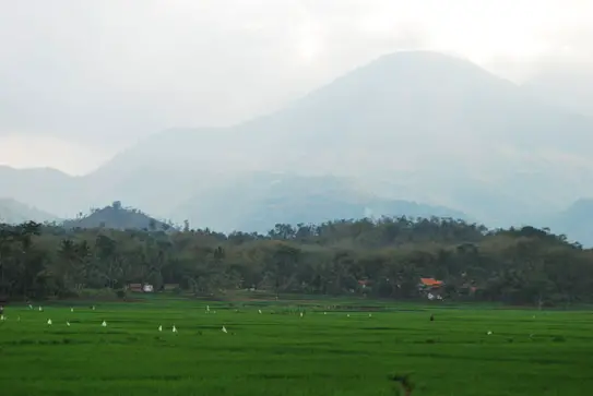 Rice Fields Near Candi Cangkuang